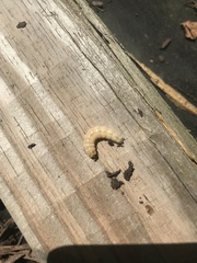 Eichlinia cucurbitae