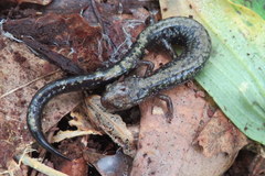 Plethodon hubrichti