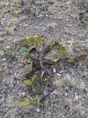 Opuntia dulcis