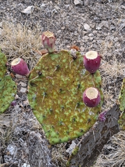 Opuntia dulcis