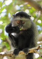 Cercopithecus mitis stuhlmanni