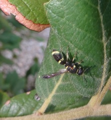 Parancistrocerus rectangulis