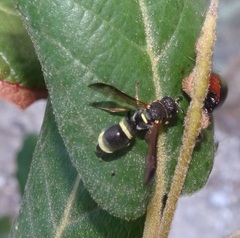 Parancistrocerus rectangulis
