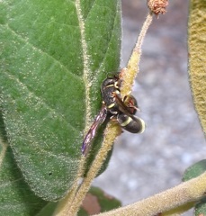 Parancistrocerus rectangulis