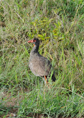 Pternistis afer cranchii