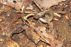 Plethodon hubrichti