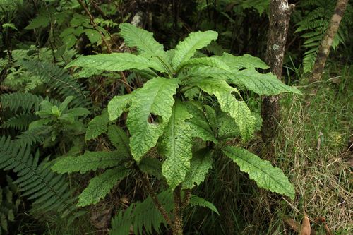 Cyanea stictophylla observed 2009-08-04