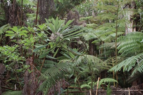 Cyanea stictophylla