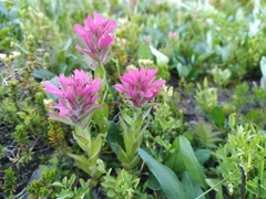 Castilleja parviflora