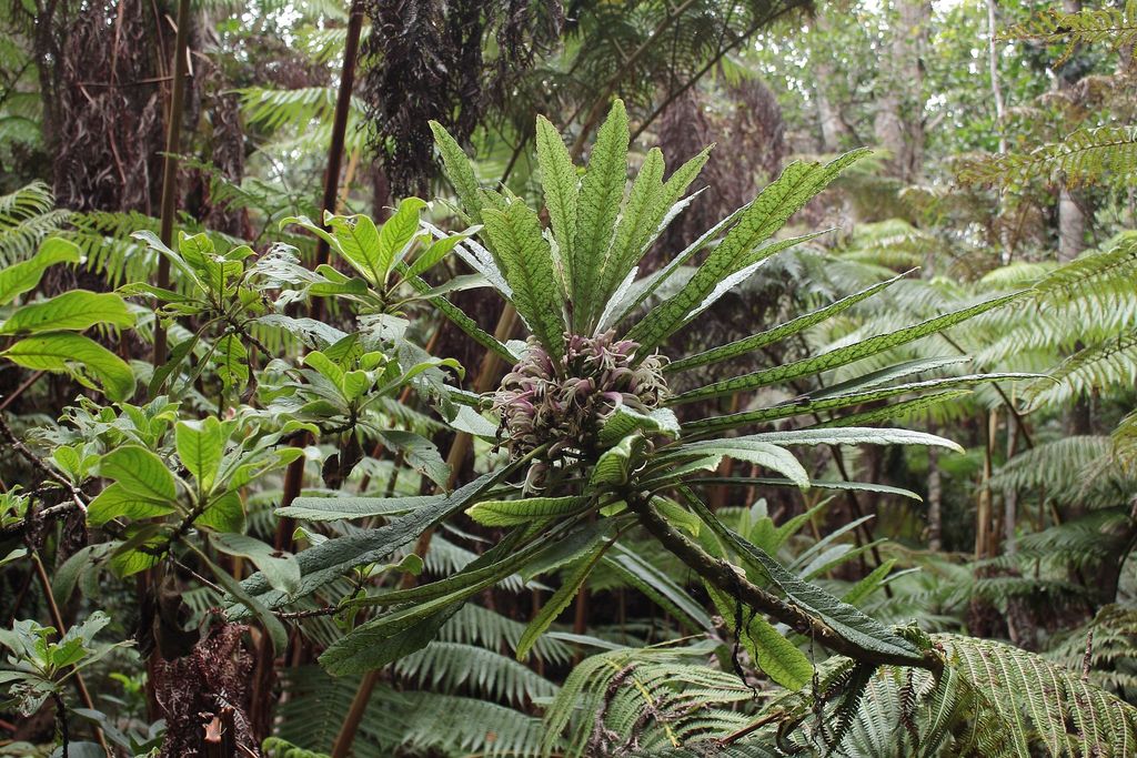 Cyanea stictophylla