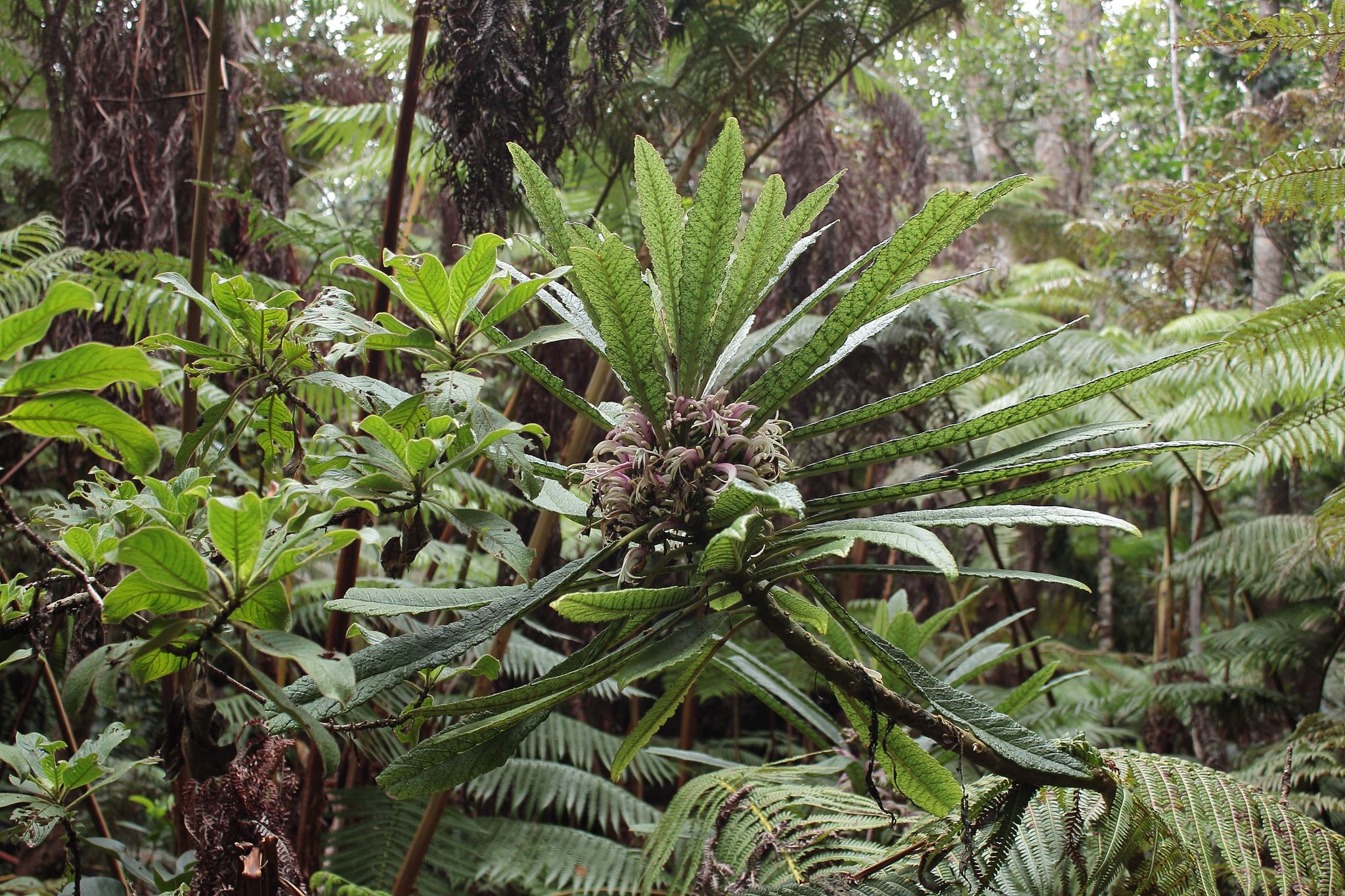 Cyanea stictophylla