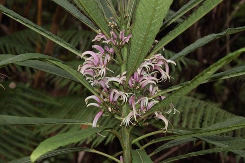 Cyanea stictophylla