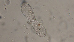 Euglypha