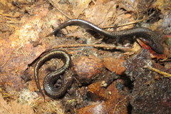 Plethodon hubrichti