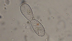 Euglypha