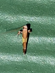 Caloptilia bimaculatella