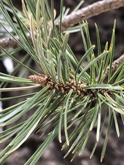 Pinus remota