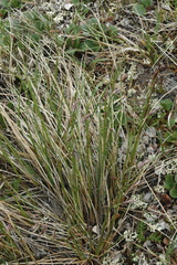 Poa arctica