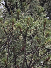 Pinus remota