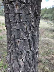 Pinus remota