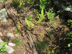 Convallaria pseudomajalis