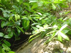 Sceloporus chrysostictus