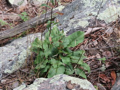 Solidago arguta arguta