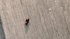 Stenolophus ochropezus