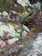 Solidago arguta arguta