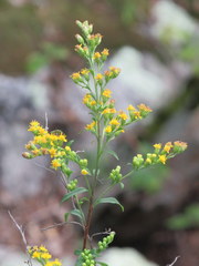 Solidago arguta arguta