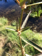 Alternanthera denticulata