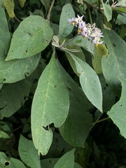 Solanum