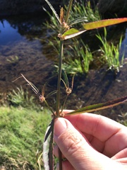 Alternanthera denticulata