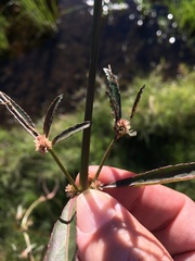 Alternanthera denticulata