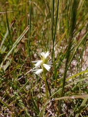 Spiranthes diluvialis
