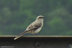 Mimus gilvus