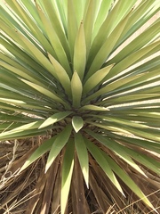 Yucca madrensis