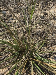 Sporobolus actinocladus