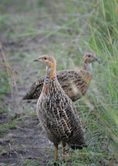 Scleroptila levaillantii