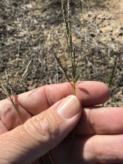 Sporobolus actinocladus