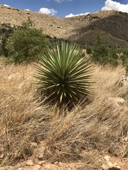 Yucca madrensis