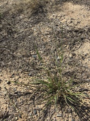 Sporobolus actinocladus