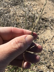 Sporobolus actinocladus
