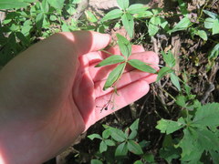 Galium latifolium