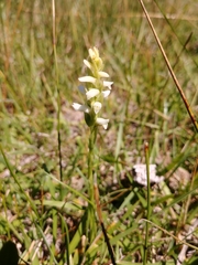 Spiranthes diluvialis