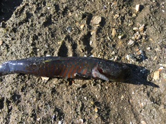Cryptocentroides gobioides
