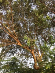 Eucalyptus