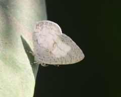 Spalgis lemolea lemolea