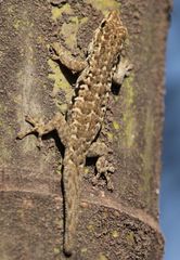 Lygodactylus angularis