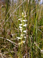 Spiranthes diluvialis